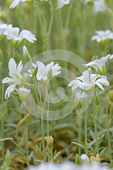 Chickweed Cerastium boissieriÂ var. gibraltaricum, white flowering plants photo