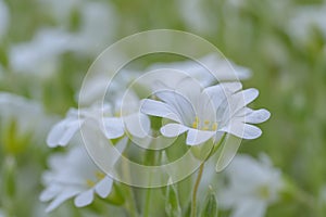 Chickweed Cerastium boissieriÂ var. gibraltaricum, white flowers in close-up photo