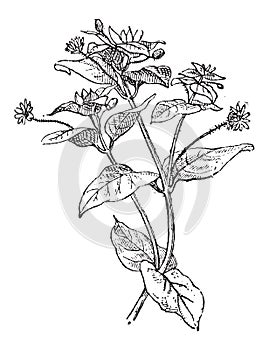 Chickweed or Cerastium sp., vintage engraving