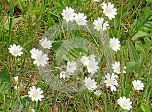 chickweed, a farmland weed in grass lawn in Spring photo