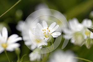 Chickweed Flower photo