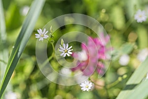 Chickweed on a flower meadow, Germany