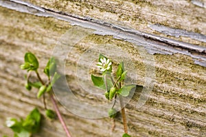 Chickweed Flower near Old Faded Wooden Siding