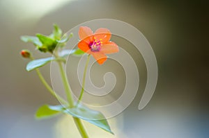 Chickweed photo