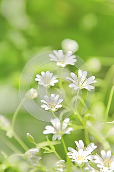 Chickweed flowers photo