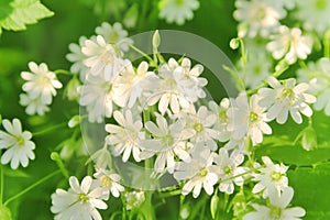 Chickweed flowers photo