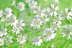 Chickweed flowers