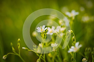 Chickweed flowers blooming at spring