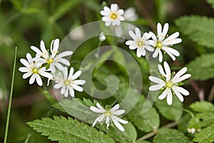 Chickweed flowers close up