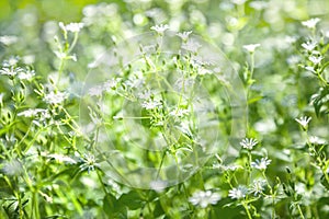 Chickweed flowers
