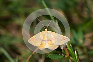 Chickweed Geometer Moth - Haematopis grataria