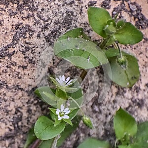 Chickweed Growing Up Stone Wall