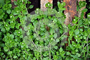 Chickweed photo