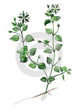 Chickweed plant food