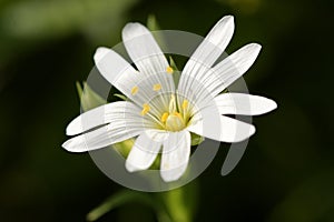 Chickweed stellaria