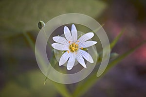 Chickweed, Stellaria holostea, chickweed, chickweed, Stellaria media. photo