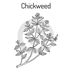 Chickweed Stellaria media or chickenwort, craches, maruns, winterweed photo