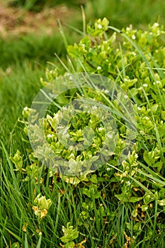 Chickweed Stellaria Media and grass background portrait
