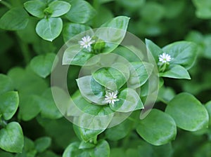 Chickweed ,Stellaria media. Young taste very gently with flavor of nuts. You can use them in fresh vegetable salads. The chickweed photo