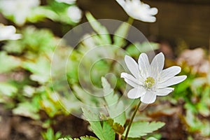 Chickweed-wintergreen, arctic Starflower, flower close-up at forest, selective focus photo