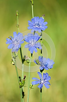 Chicory