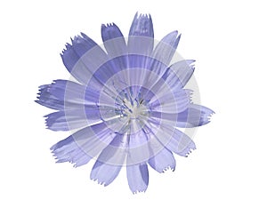 Chicory