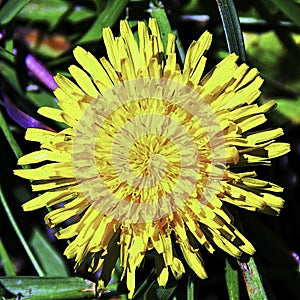 A recently opened yellow chick photo