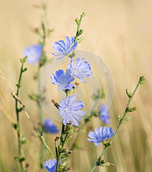 Chicory on the background of a wheat field