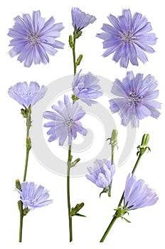 Chicory blue flower on stem isolated on white background