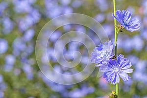 Chicory on a blurred background