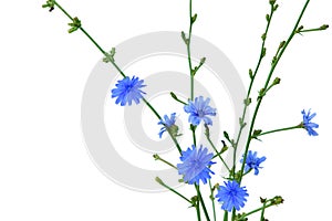 Chicory Cichorium Intybus