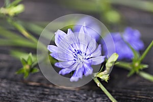 Chicory Cichorium intybus