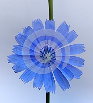 Chicory (Cichorium intybus)