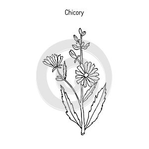 Chicory Cichorium Intybus