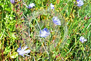 Chicory - Cichorium intybus, Cley-next-the-sea, Norfolk, England, UK