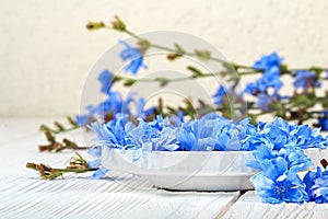 Chicory Cichorium intybus flower