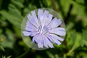 Chicory (Cichorium intybus) in natural habbitat