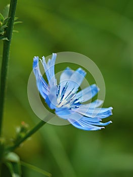 Chicory close-up in the outdoors
