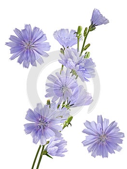 Chicory coffeeweed flower bouquet on stem isolated on white background