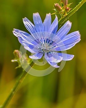 Chicory is a complex-colored perennial plant with spindle-shaped and thick root