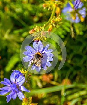Chicory is a complex-colored perennial plant with spindle-shaped and thick root