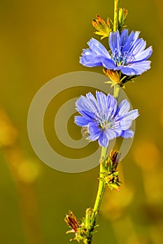 Chicory is a complex-colored perennial plant with spindle-shaped and thick root