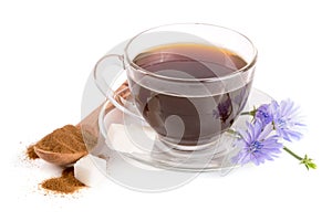 Chicory cup and chicory flower isolated on white background