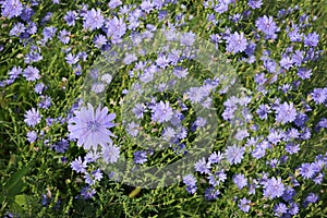 Chicory Field photo