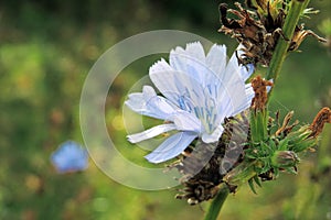 Chicory in the field