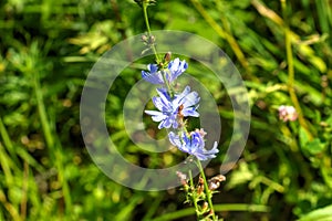 Chicory. Field flower.