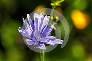 Chicory. Field flower.