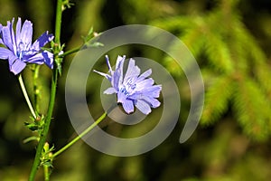 Chicory. Field flower.