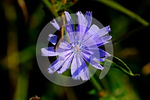 Chicory. Field flower.