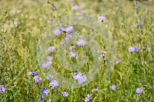 Sunny chicory flower meadow